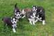 REGALO Cachorros de Husky siberiano macho y - Foto 1