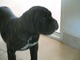 REGALO Cane Corso Cachorros Hembras Y Machos - Foto 1