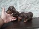 REGALO Dachshund Mini Chocolate Pedigree Machitos - Foto 1