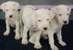 Regalo dogo argentino cachorros de excelente linea