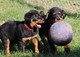 Regalo Dos cachorros de Rottweilers sanos - Foto 1