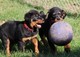 Regalo dos cachorros de rottweilers sanos