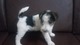 Regalo fox terrier wire cachorros con pedigree fca 