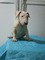 REGALO Hermosos Cachorros Bull Terrier - Foto 1