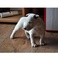 Regalo Hermosos cachorros Bull Terrier - Foto 1