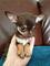 REGALO Hermosos cachorros de Chihuahua precortados - Foto 1