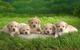 REGALO Labradores Retriever Cachorros - Foto 1