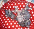 Regalo macho y hembra sphynx gatito para su adopcion li !! - Foto 1