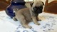 Regalo pug carlino cachorros