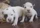 Regalo último macho pitbull blanco