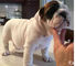 Se venden hermosos cachorros Bulldog Inglés - Foto 1