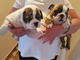 Se venden hermosos cachorros Bulldog Inglés - Foto 4