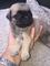 // Tenemos 2 excepcionales cachorros AKC Pug disponibles - Foto 1