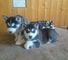 Tengo 5 cachorros de Husky siberiano para adopción - Foto 1