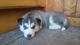 Tengo 5 cachorros de Husky siberiano para adopción - Foto 2