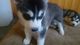 Tengo 5 cachorros de Husky siberiano para adopción - Foto 3