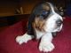 Tri-color basset hounds masculino y femenino