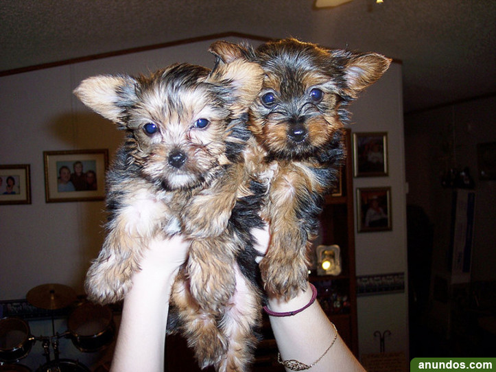 Yorkie cachorros en venta A Capela