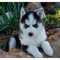 Adorable cachorros de husky siberiano listos para nuevas casas pr