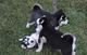 Adorables cachorros de husky siberanio