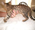 Adorables gatitos de sabana listos para su adopción - Foto 1
