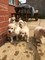 Cachorros adorables de golden retriever - Foto 1