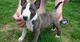 Cachorros bull terrier saludables e inteligentes