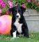 Cachorros collie de frontera encantadora para adopción - Foto 1
