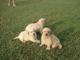 Cachorros de golden retriever registrados de akc