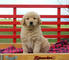 Cachorros de Golden Retriever registrados para volver a buscarlos - Foto 1