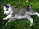 Cachorros de husky siberiano