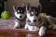 Cachorros de husky siberiano enérgico