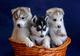 Cachorros de husky siberiano inteligente con ojos azules