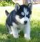 Cachorros de husky siberiano inteligente con ojos azules
