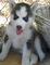 Cachorros de husky siberiano lindo para su aprobación - Foto 1