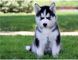 Cachorros de husky siberiano pendientes listos para amar hogares