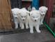 Cachorros de samoyedo disponibles