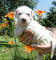 Cachorros dogo argentino