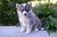 Cachorros pomsky súper inteligentes listos ahora - Foto 1