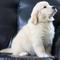 De raza pura Golden Retriever Cachorros para adopción - Foto 1