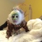 Deslumbrante bebé monos capuchinos disponibles - Foto 1