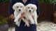 Dos cachorros lindos del golden retriever para la adopción libre - Foto 1