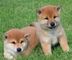 Dulce shiba inu cachorros para venta