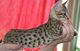 Encantadores gatitos de sabana para su adopción - Foto 1