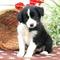 Excelentes collie border cachorros disponibles