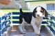 Gratis beagle cachorros 1 Boy 2 Girls - Foto 1