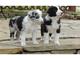 Gratis Border Collie cachorros - Foto 1