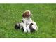 Gratis brittany spaniel cachorros - Foto 1