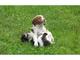 Gratis brittany spaniel cachorros