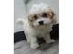 Gratis Cavachon Cavachon cachorros - Foto 1